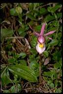 Calypso orchid flower